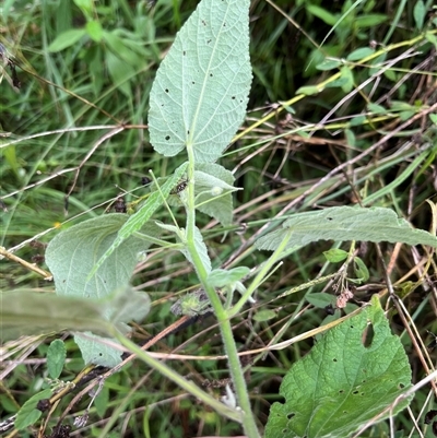 Unverified Plant by JenniferS