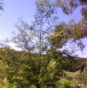 Acacia mearnsii at Noorinbee, VIC - suppressed