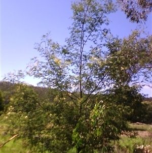 Acacia mearnsii at Noorinbee, VIC - suppressed