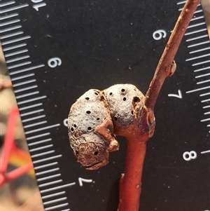 Unverified Eucalyptus Gall at Crowther, NSW - Today by Frecko