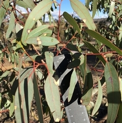 Eucalyptus blakelyi at Crowther, NSW - Yesterday by Frecko