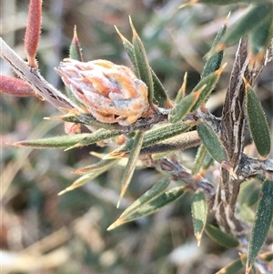 Lissanthe strigosa subsp. subulata at Crowther, NSW - Today by Frecko