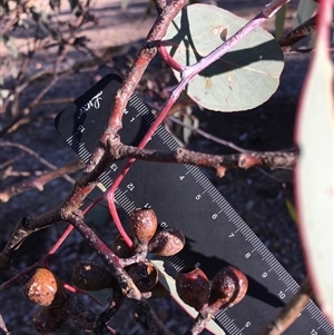 Eucalyptus bridgesiana at Crowther, NSW - Today by Frecko