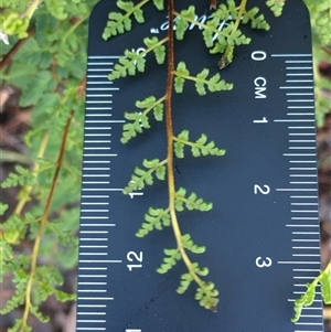 Cheilanthes austrotenuifolia at Crowther, NSW - Today by Frecko