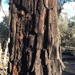 Eucalyptus sideroxylon (Mugga Ironbark) at Crowther, NSW - Yesterday by Frecko