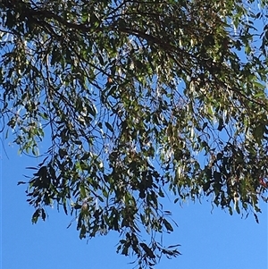 Eucalyptus bridgesiana at Crowther, NSW - Today by Frecko