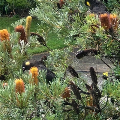 Zanda funerea (Yellow-tailed Black-Cockatoo) at Carlingford, NSW - Yesterday by Essa
