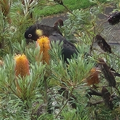 Zanda funerea at Carlingford, NSW - 23 May 2025 03:42 PM