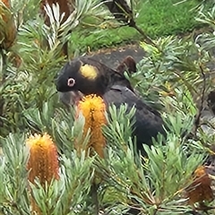 Zanda funerea at Carlingford, NSW - 23 May 2025 03:42 PM