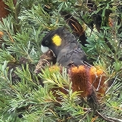 Zanda funerea at Carlingford, NSW - 23 May 2025 03:42 PM