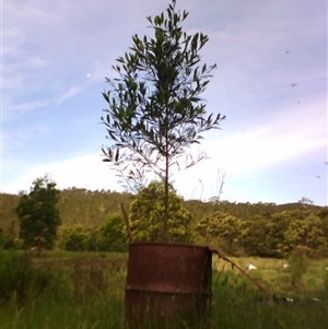 Acacia melanoxylon at Noorinbee, VIC - suppressed