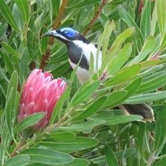 Entomyzon cyanotis (Blue-faced Honeyeater) at Hughes, ACT - Yesterday by RobParnell