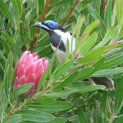 Entomyzon cyanotis (Blue-faced Honeyeater) at Hughes, ACT - Yesterday by RobParnell