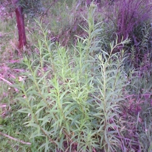 Senecio linearifolius at suppressed - suppressed
