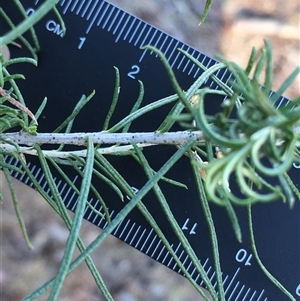 Cassinia laevis subsp. rosmarinifolia (Curry Bush) at Crowther, NSW - Today by Frecko