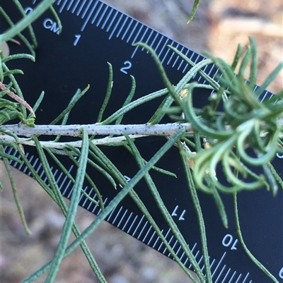 Cassinia laevis subsp. rosmarinifolia (Curry Bush) at Crowther, NSW - Yesterday by Frecko