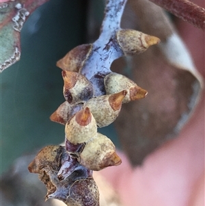 Unverified Eucalyptus Gall at Crowther, NSW - Today by Frecko