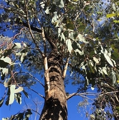 Eucalyptus albens (White Box) at Crowther, NSW - Yesterday by Frecko