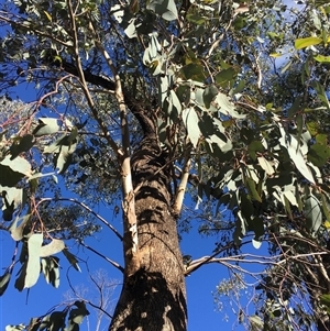 Eucalyptus albens (White Box) at Crowther, NSW - Today by Frecko