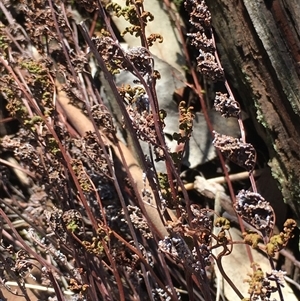 Cheilanthes sieberi subsp. sieberi (Mulga Rock Fern) at Crowther, NSW - Today by Frecko