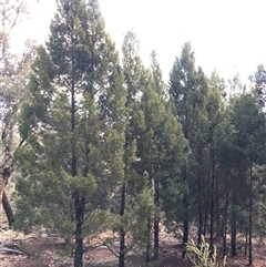 Callitris endlicheri at Crowther, NSW - 23 May 2025 02:13 PM