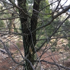 Callitris endlicheri at Crowther, NSW - 23 May 2025 02:13 PM