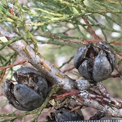 Callitris endlicheri at Crowther, NSW - 23 May 2025 02:13 PM