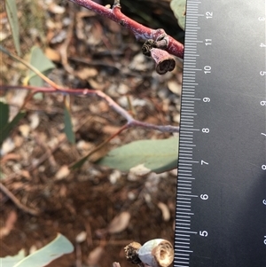 Eucalyptus albens at Crowther, NSW - 23 May 2025 02:08 PM