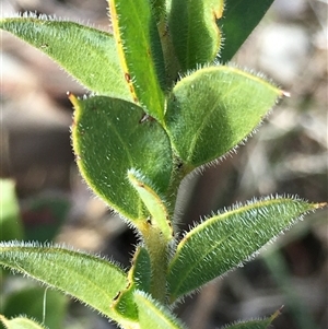 Acacia vestita (Hairy Wattle) at Crowther, NSW - Today by Frecko