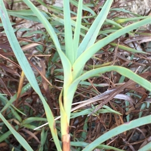 Stypandra glauca (Nodding Blue Lily) at Crowther, NSW - Today by Frecko