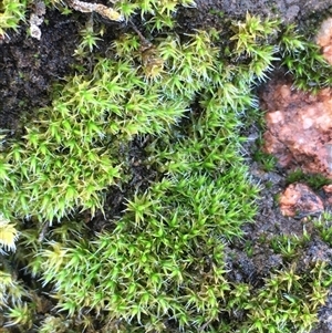 Campylopus clavatus at Crowther, NSW - Today by Frecko
