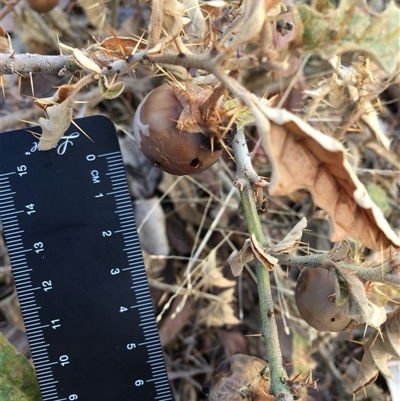Solanum cinereum (Narrawa Burr) at Crowther, NSW - Today by Frecko