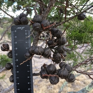 Callitris endlicheri (Black Cypress Pine) at Crowther, NSW - Today by Frecko