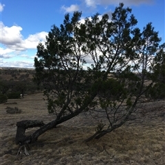 Callitris endlicheri at Crowther, NSW - 23 May 2025 01:52 PM