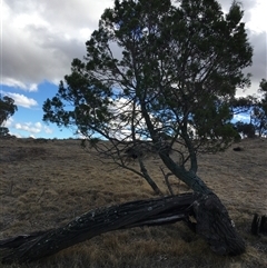 Callitris endlicheri at Crowther, NSW - 23 May 2025 01:52 PM