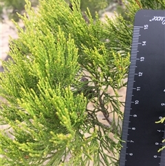 Callitris endlicheri at Crowther, NSW - 23 May 2025 01:52 PM
