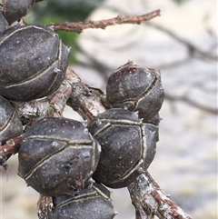 Callitris endlicheri at Crowther, NSW - 23 May 2025 01:52 PM