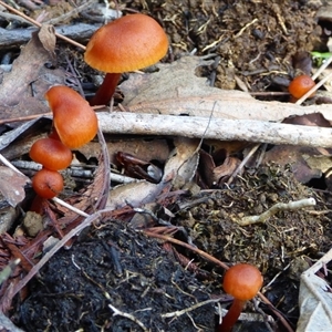 Unverified Cap on a stem; gills below cap [mushrooms or mushroom-like] at Neika, TAS - 18 May 2025 by VanessaC