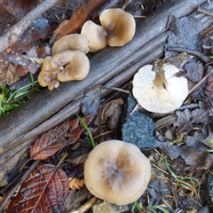 Unverified Cap on a stem; gills below cap [mushrooms or mushroom-like] at Neika, TAS - 18 May 2025 by VanessaC