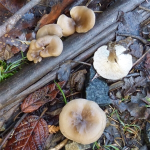 Unverified Cap on a stem; gills below cap [mushrooms or mushroom-like] at Neika, TAS - 18 May 2025 by VanessaC