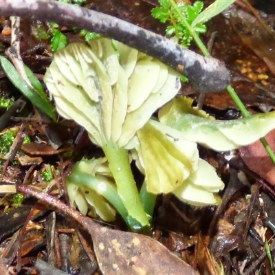 Unverified Cap on a stem; gills below cap [mushrooms or mushroom-like] at Neika, TAS - 18 May 2025 by VanessaC
