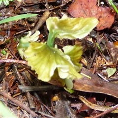Hygrocybe sp. at Neika, TAS - 18 May 2025 02:37 PM