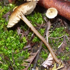 Unverified Cap on a stem; gills below cap [mushrooms or mushroom-like] at Neika, TAS - 18 May 2025 by VanessaC