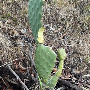 Opuntia stricta at Fraser, ACT - 23 May 2025 04:55 PM