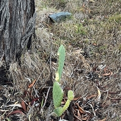 Opuntia stricta at Fraser, ACT - 23 May 2025 04:55 PM