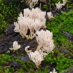 Unverified Coralloid fungus, markedly branched at Neika, TAS - 18 May 2025 by VanessaC