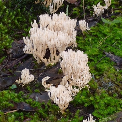 Unverified Coralloid fungus, markedly branched at Neika, TAS - 18 May 2025 by VanessaC