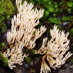 Ramaria sp. (genus) at Neika, TAS - 18 May 2025 02:41 PM