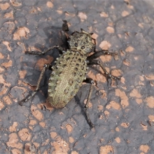 Acantholophus echinatus at Dry Plain, NSW - 10 Aug 2024 by AndyRoo