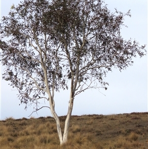 Eucalyptus sp. at Dry Plain, NSW - 10 Aug 2024 by AndyRoo